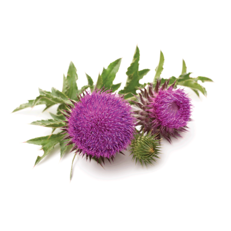 marianumseed_plant2_329583736