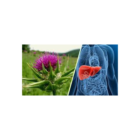 marianumseed_plant5_585298870